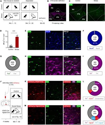 Characterizing and TRAPing a Social Stress-Activated Neuronal Ensemble in the Ventral Tegmental Area